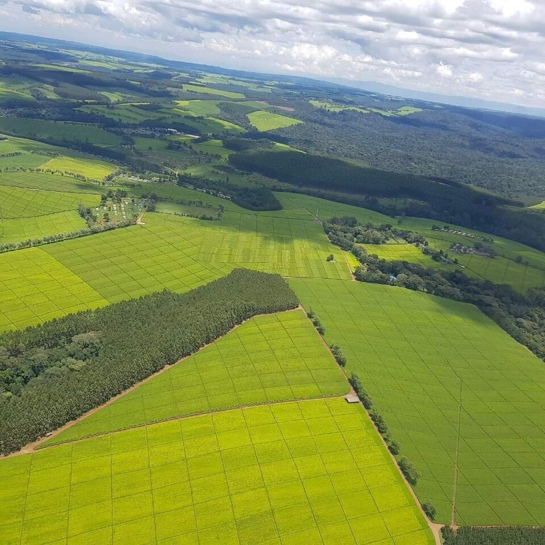 tea image